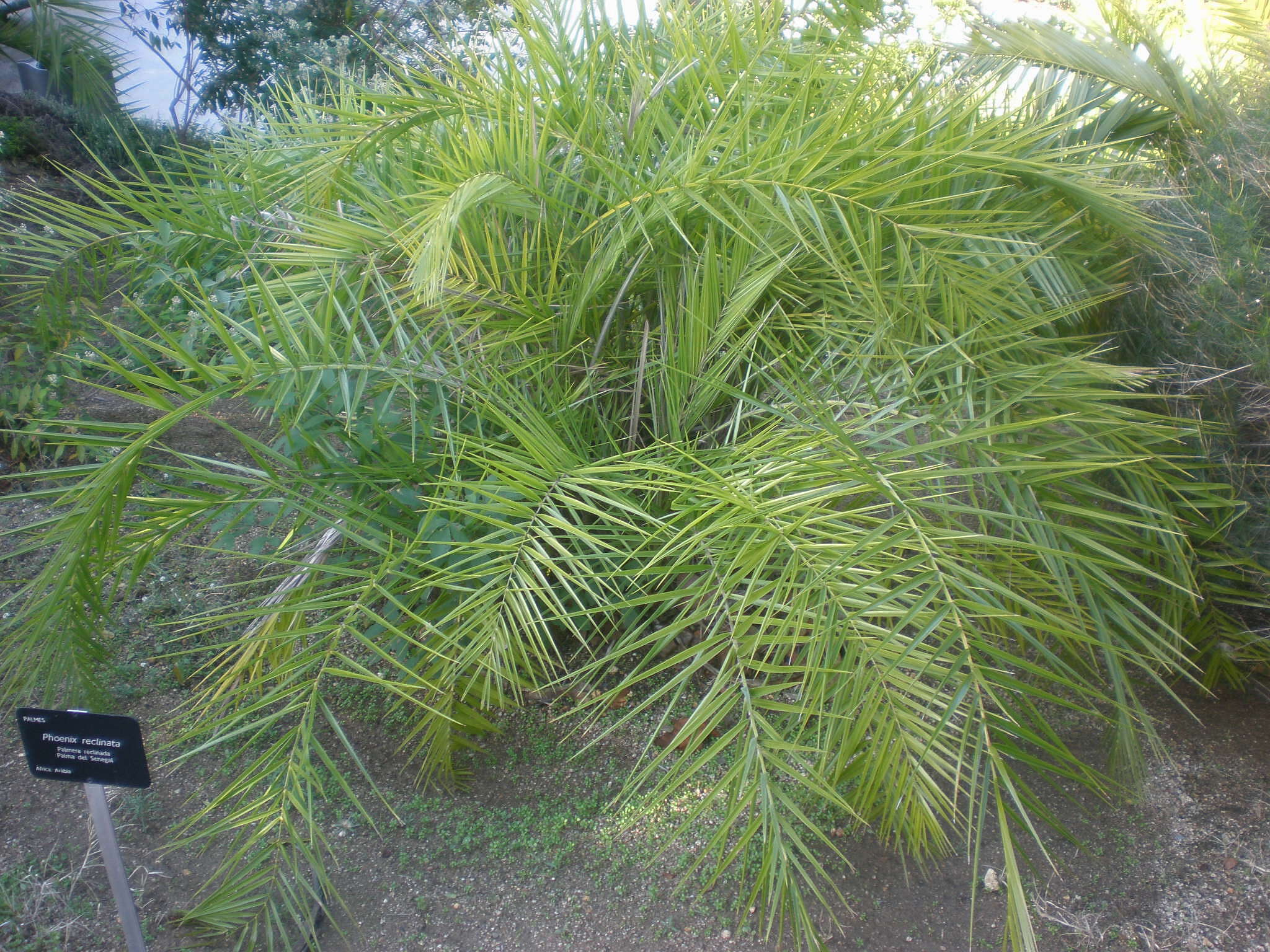 Image of Senegal date palm