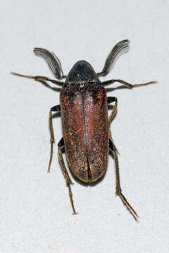 Image of Ptilophorus