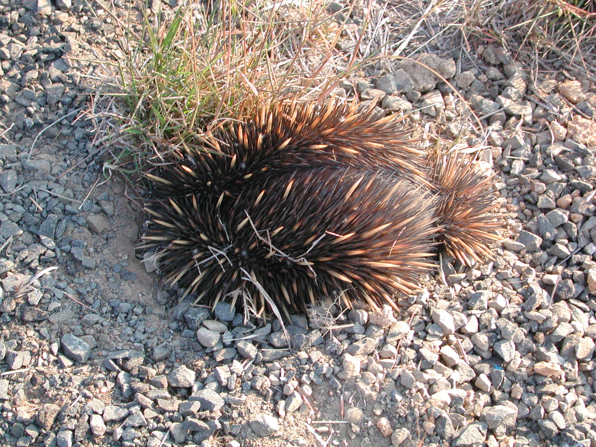 Image of echidnas