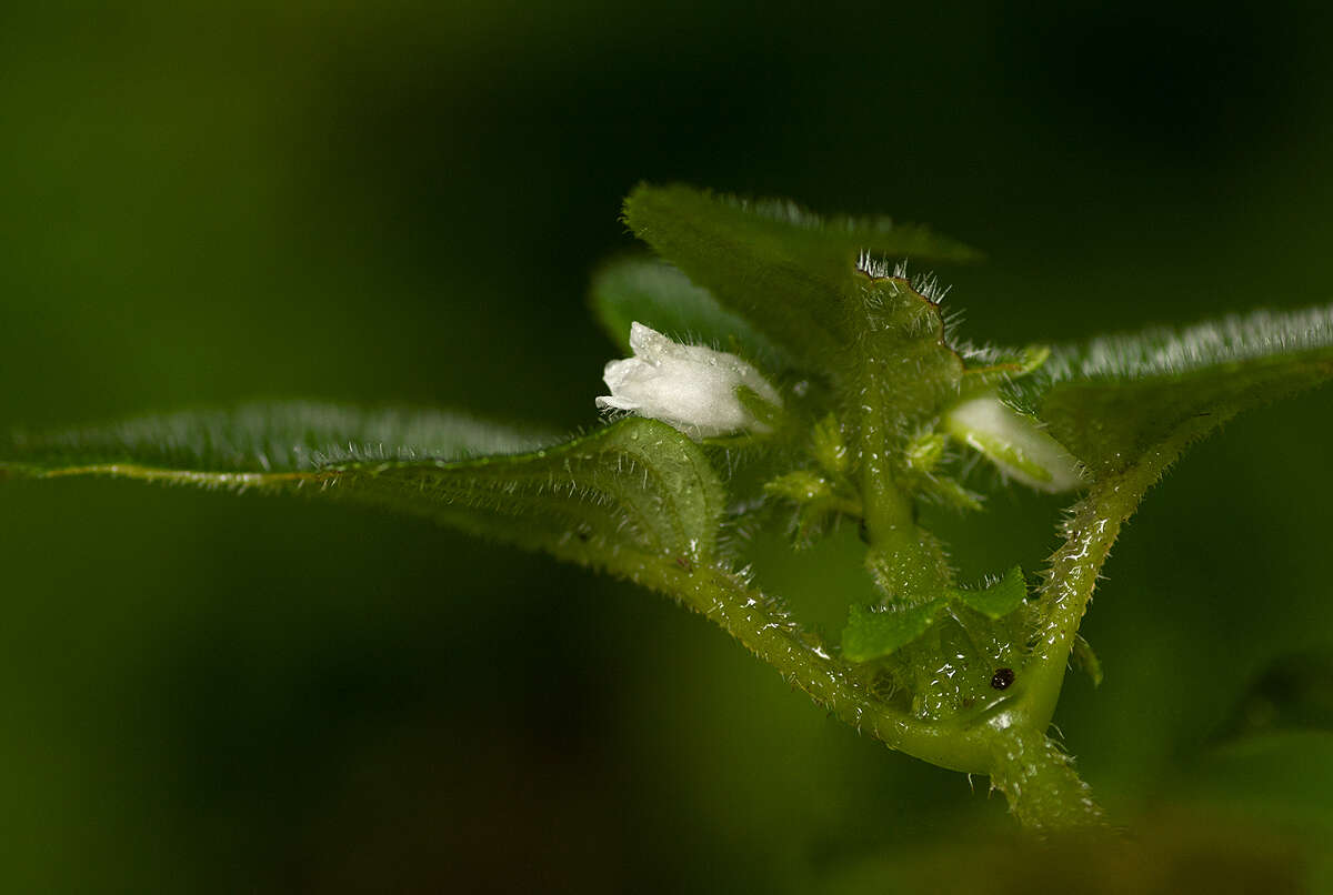 Image of <i>Streptocarpus kamerunensis</i>