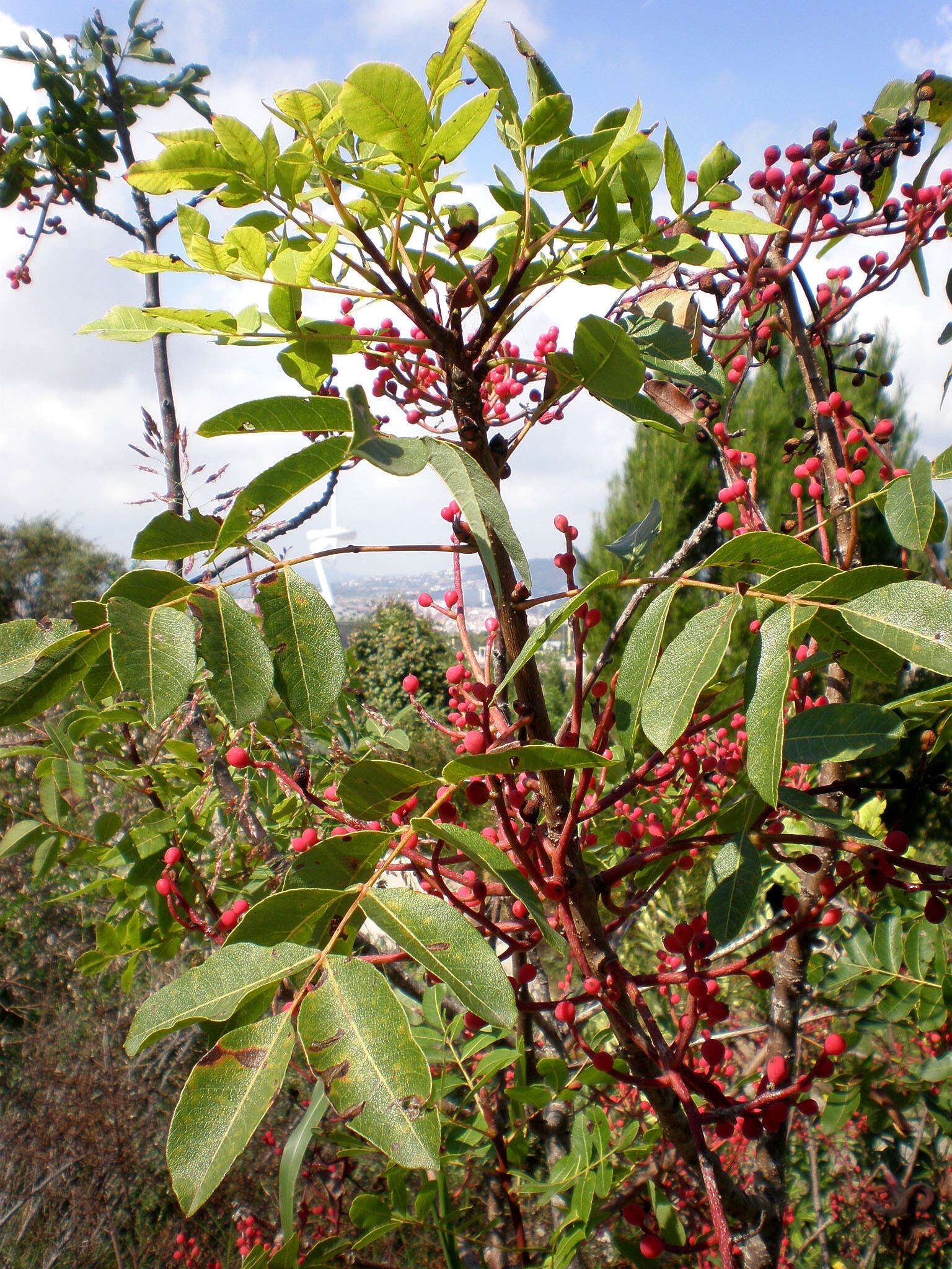 Image of Cyprus turpentine