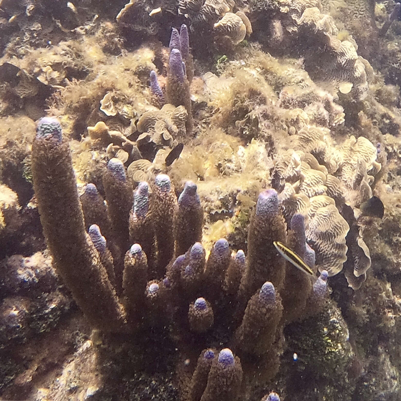 Image of corky sea finger