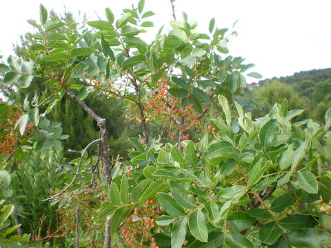 Image of Cyprus turpentine