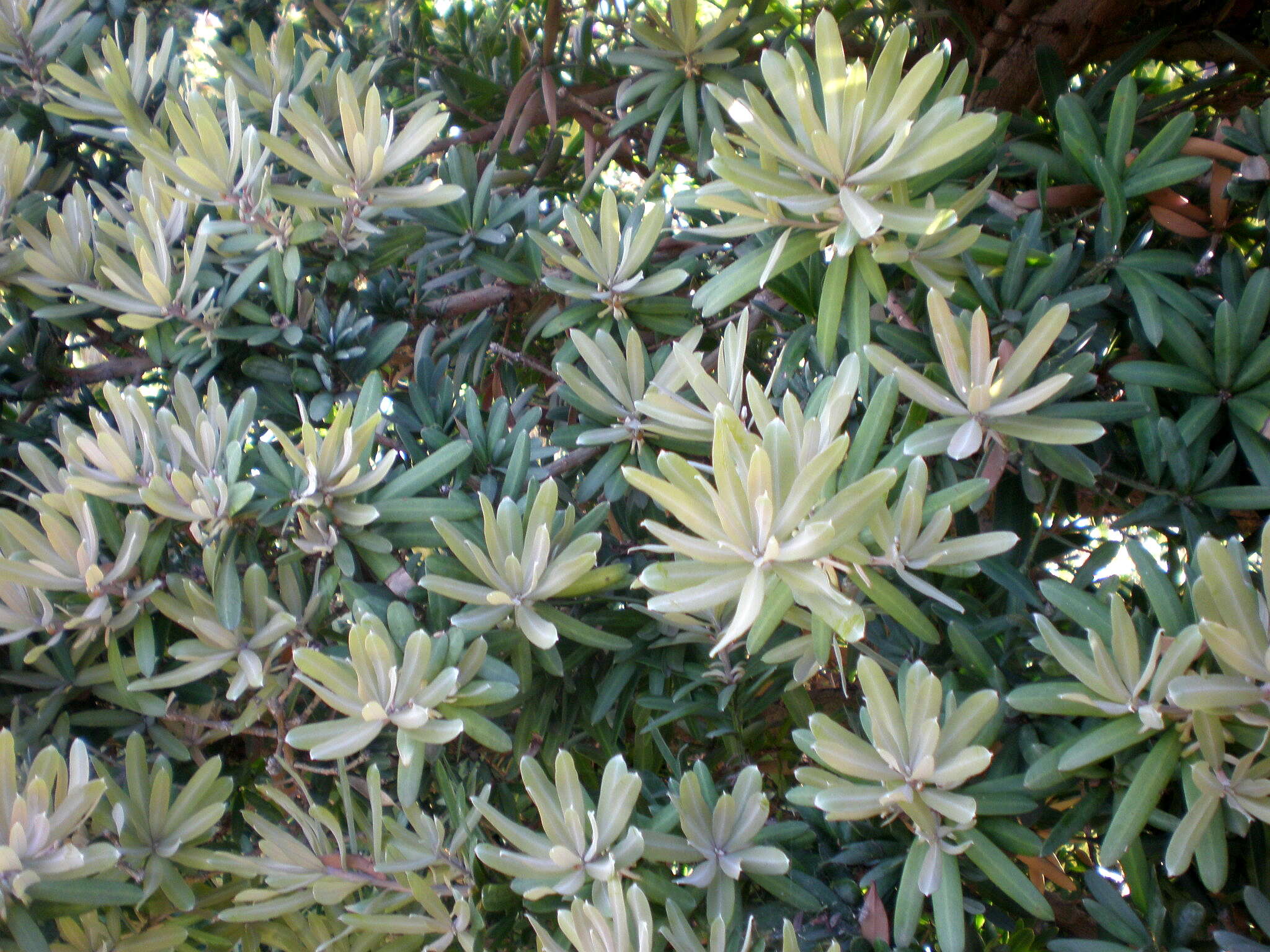 Image of Broad-leaved Yellowwood