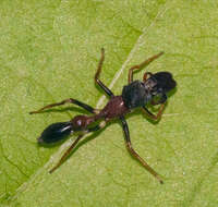 Myrmarachne melanocephala MacLeay 1839 resmi