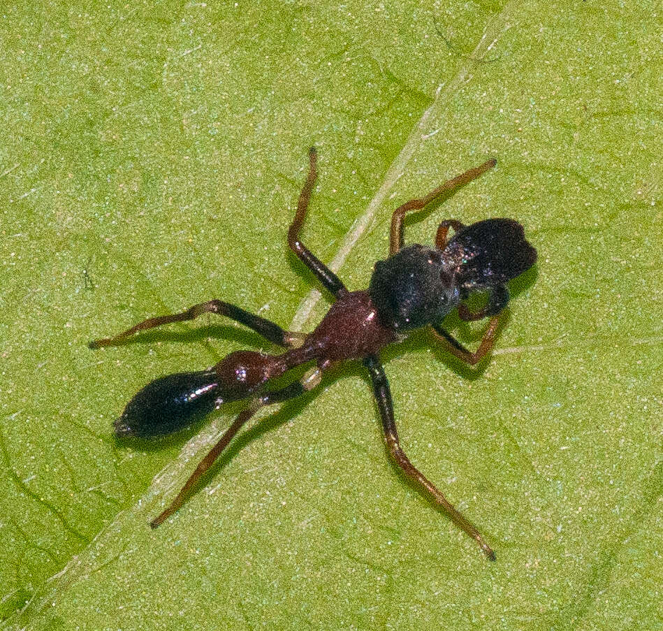 Myrmarachne melanocephala MacLeay 1839 resmi