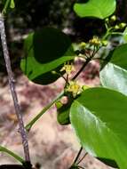 Plancia ëd Berchemia discolor (Kl.) Hemsley