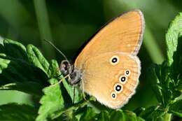 Image of False Ringlet