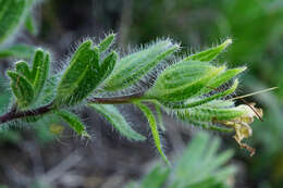 Image of Onosma visianii G. C. Clementi