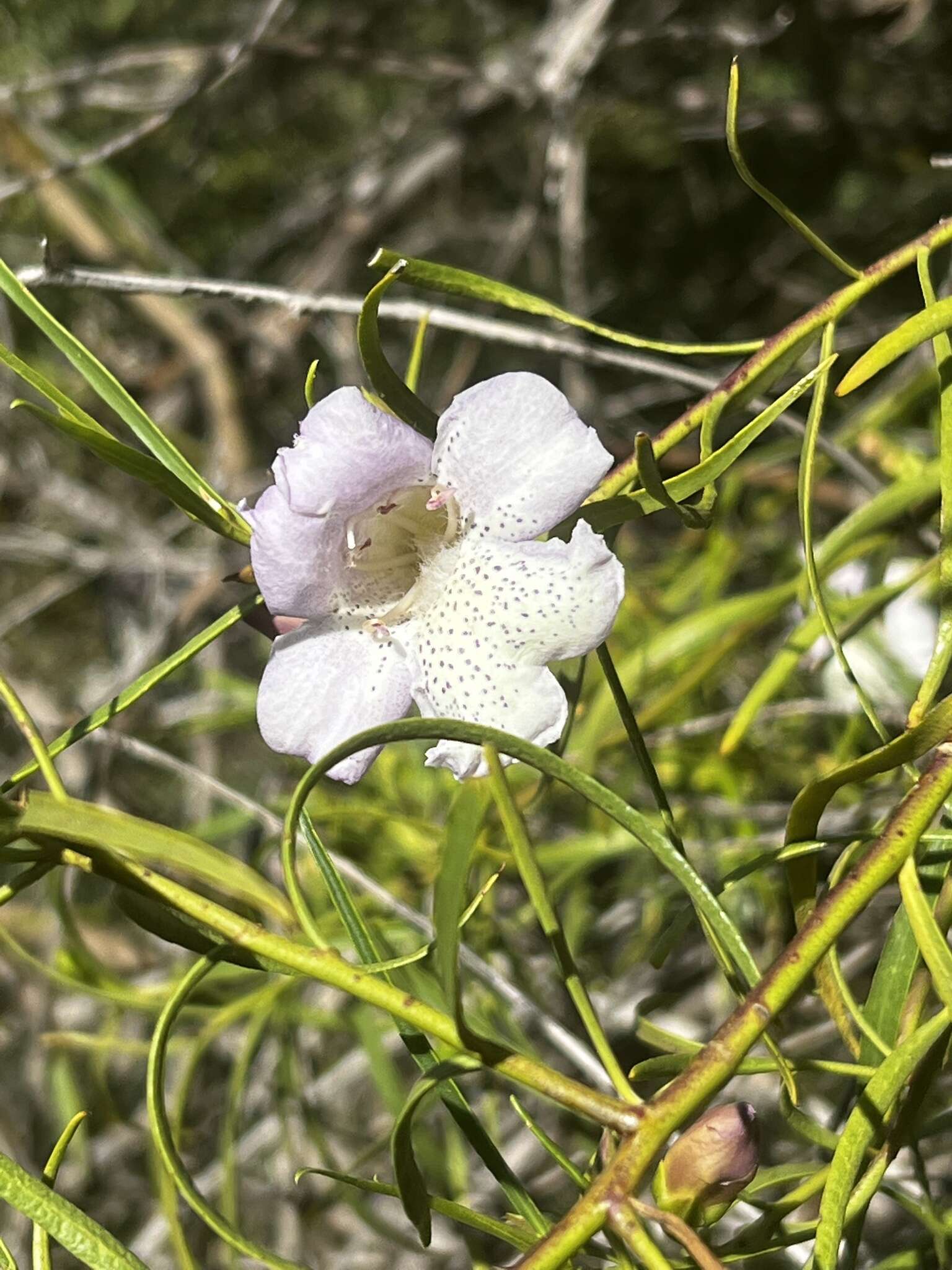 Image of Desert Lignum