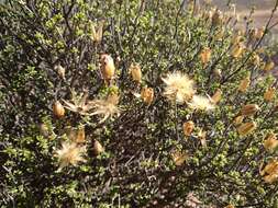 Imagem de Pteronia ciliata Thunb.