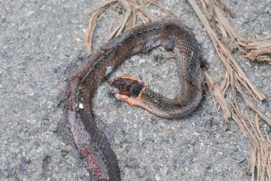 Image of Collared Black-headed Snake