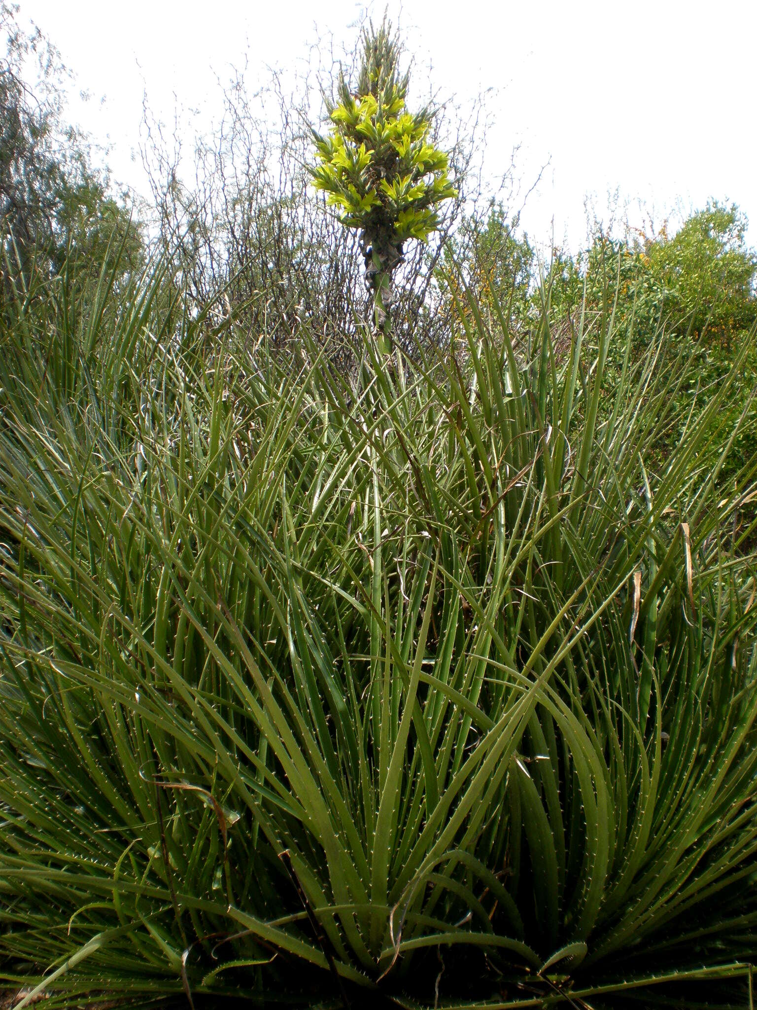 Image of Puya berteroniana Mez