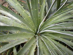 Image of Puya berteroniana Mez