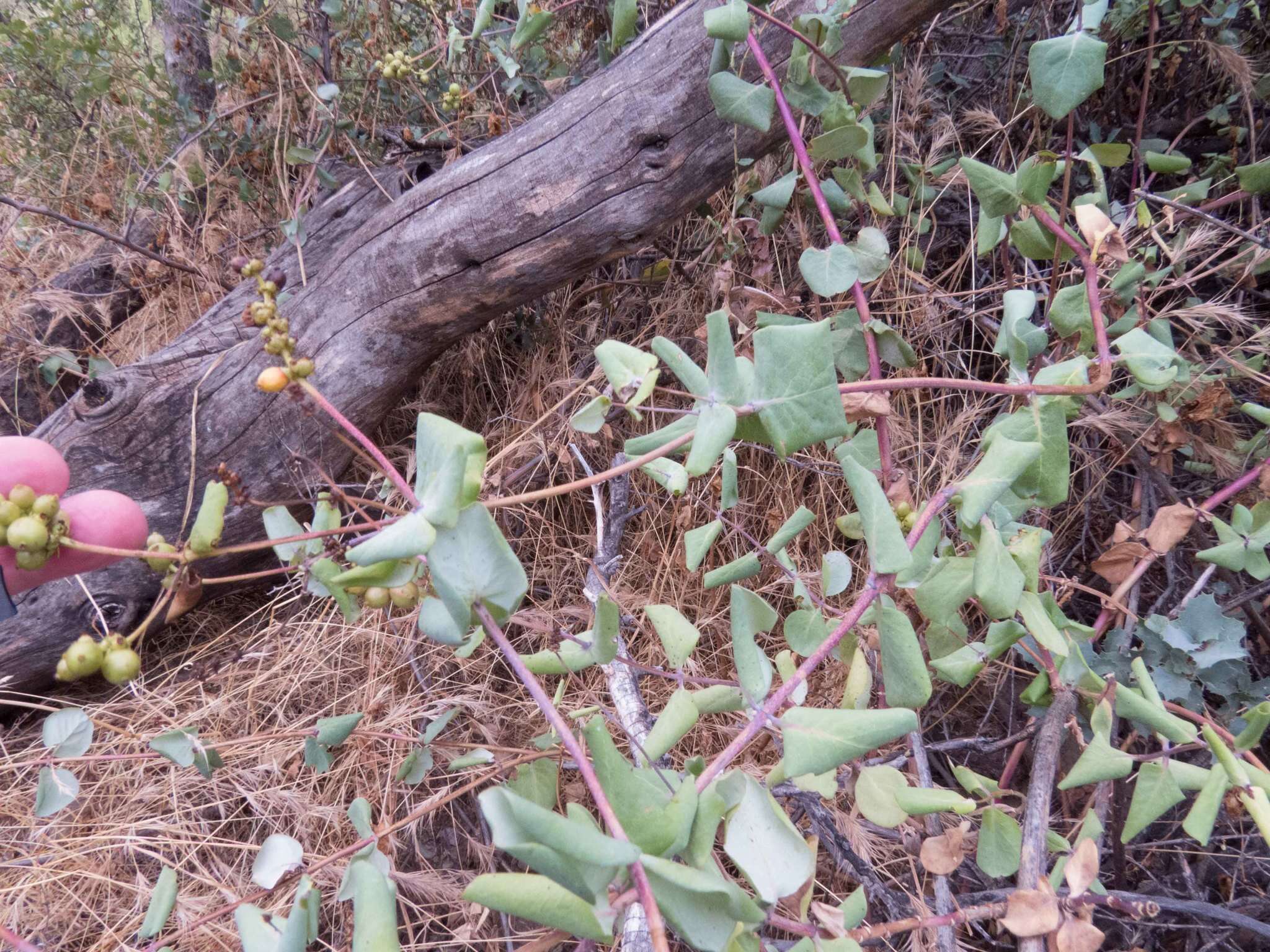 Image of chaparral honeysuckle