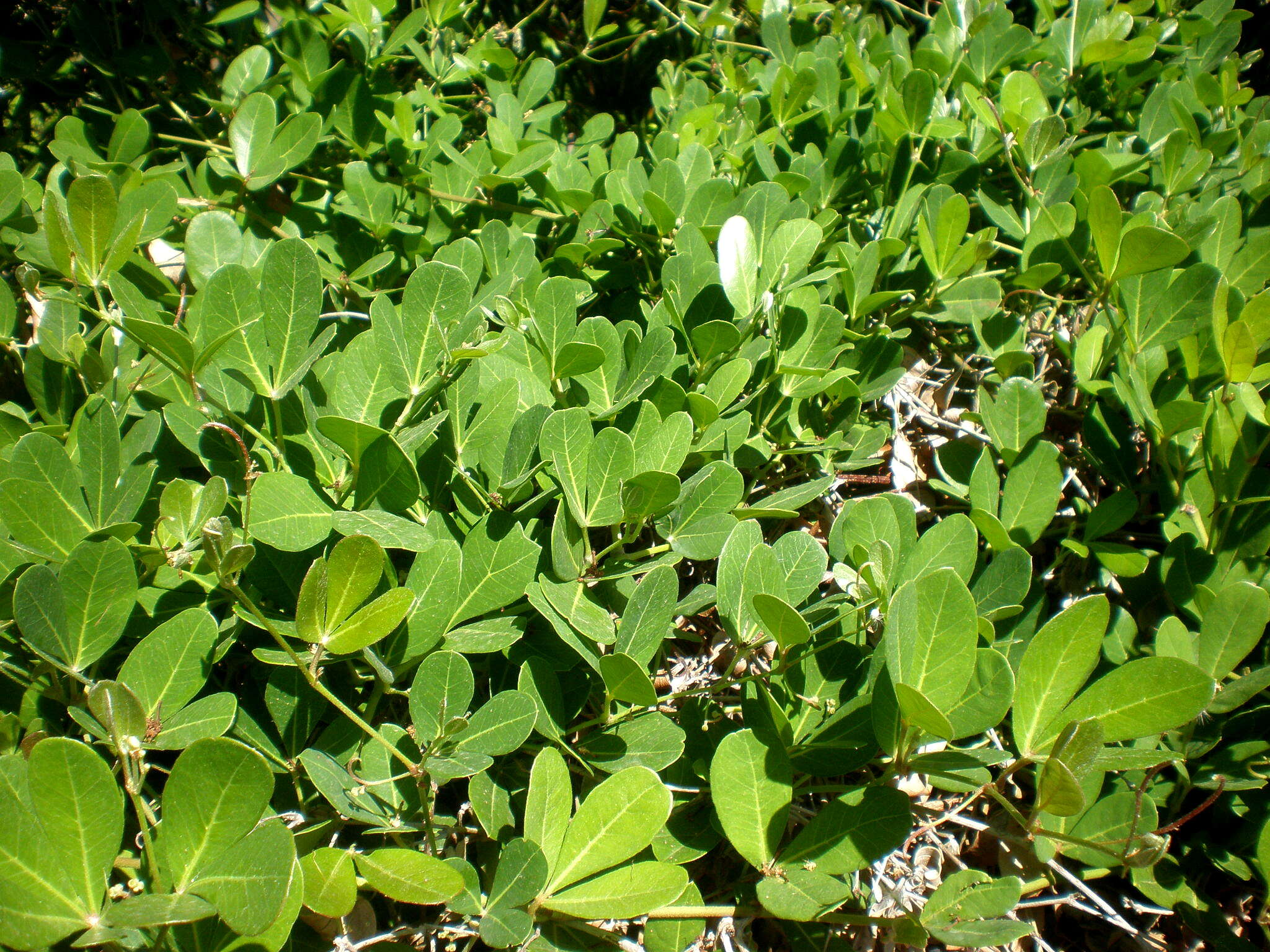 Image of Rhoicissus digitata (L. fil.) Gilg & Brandt