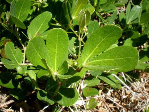 Image of Rhoicissus digitata (L. fil.) Gilg & Brandt