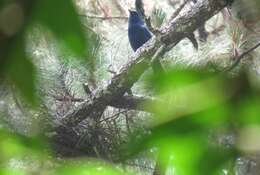 Image of Unicolored Jay