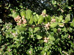 Image of lemonade sumac