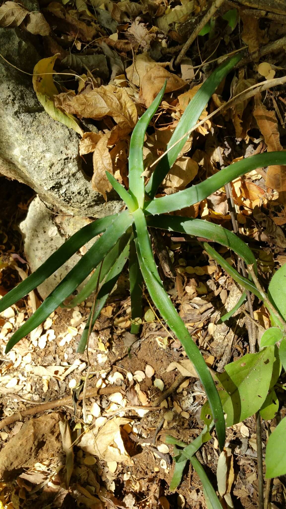 Image of Aloe anivoranoensis (Rauh & Hebding) L. E. Newton & G. D. Rowley