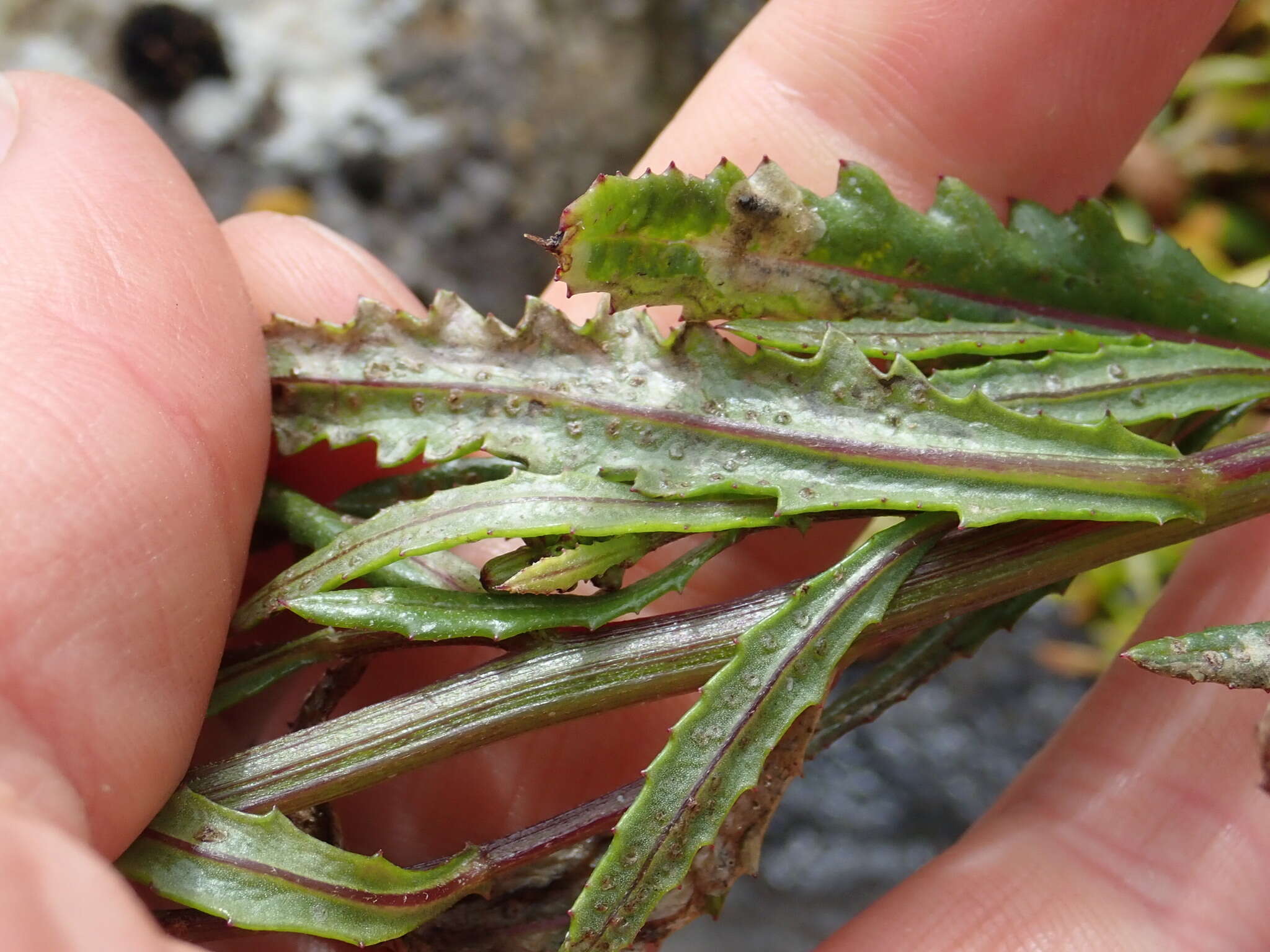 Image of Erechtites sonchoides DC.