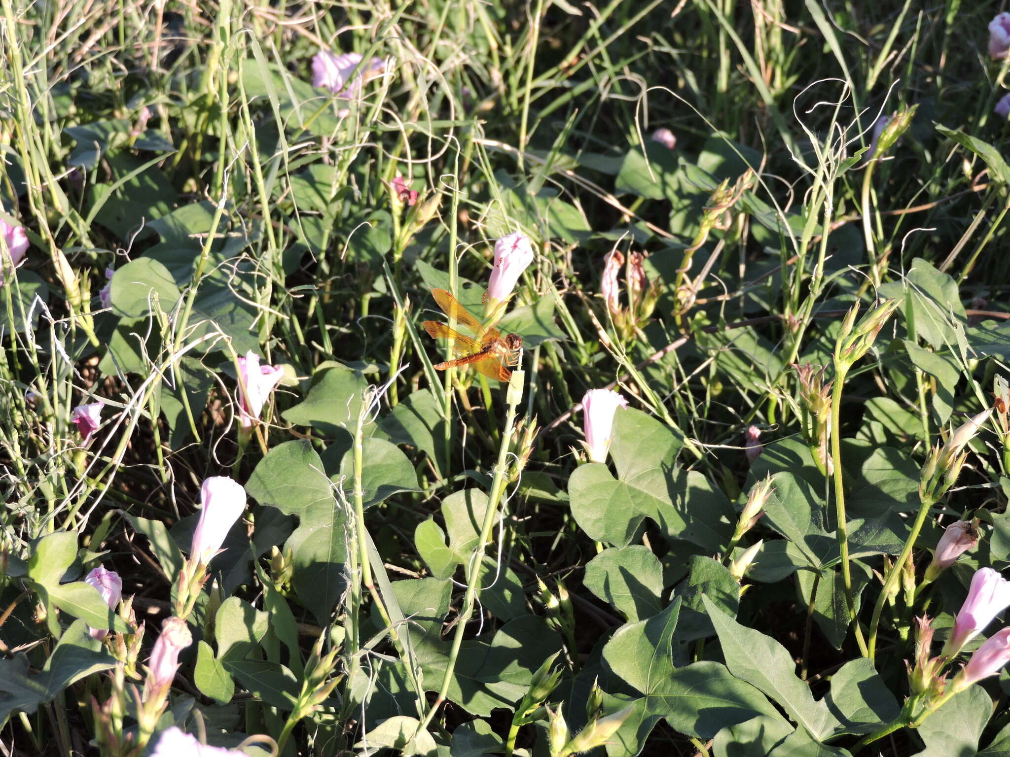 Image of Eastern Amberwing