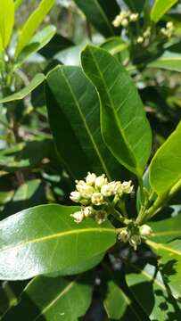 Image of Melicope madagascariensis (Baker) T. G. Hartley