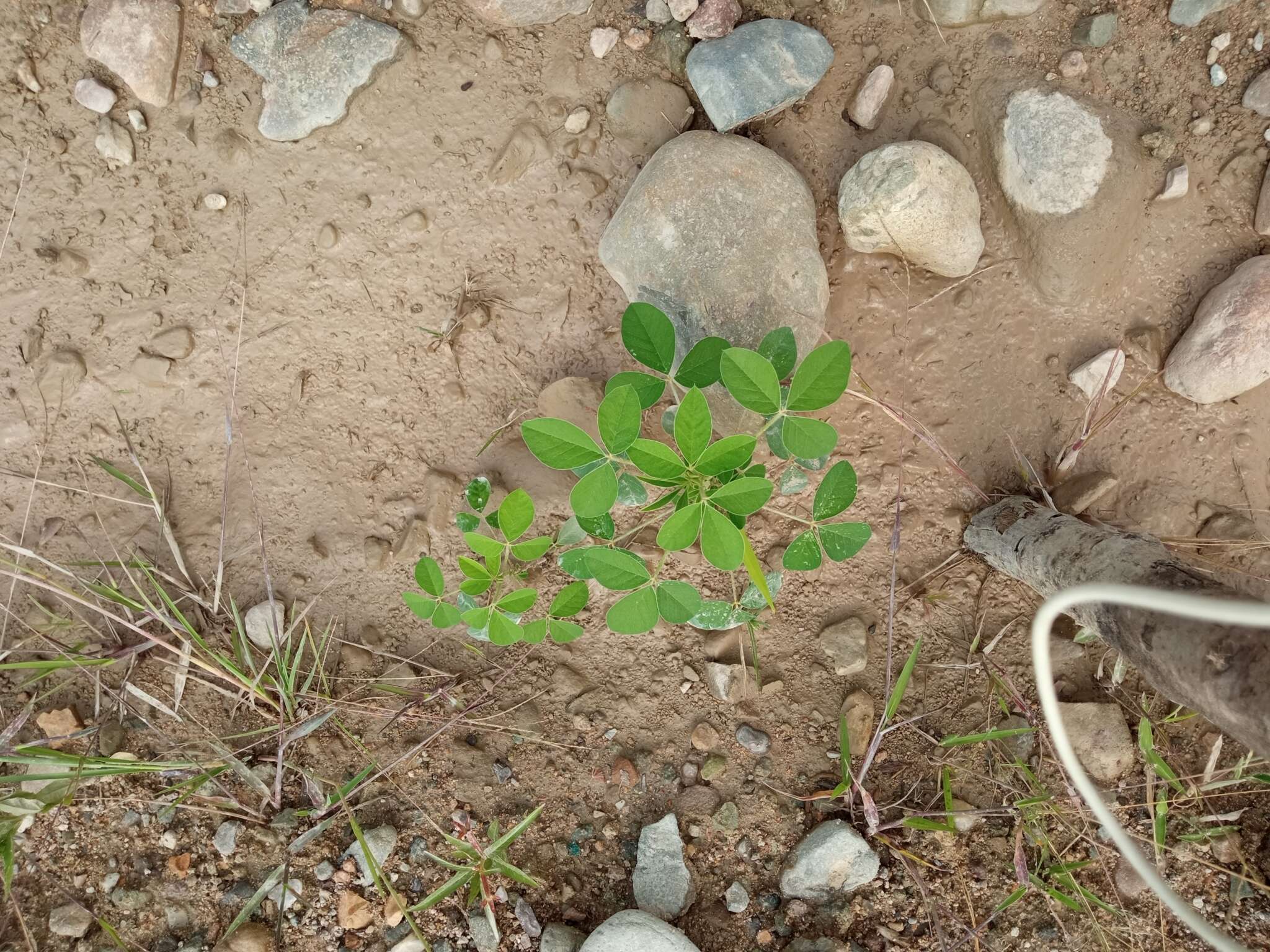 Image of longbeak rattlebox