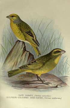 Image of Cape Canary