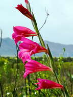 Imagem de Gladiolus caryophyllaceus (Burm. fil.) Poir.