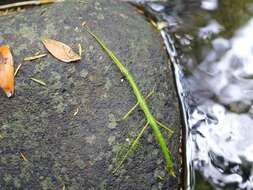 Image of Smooth Stick Insect