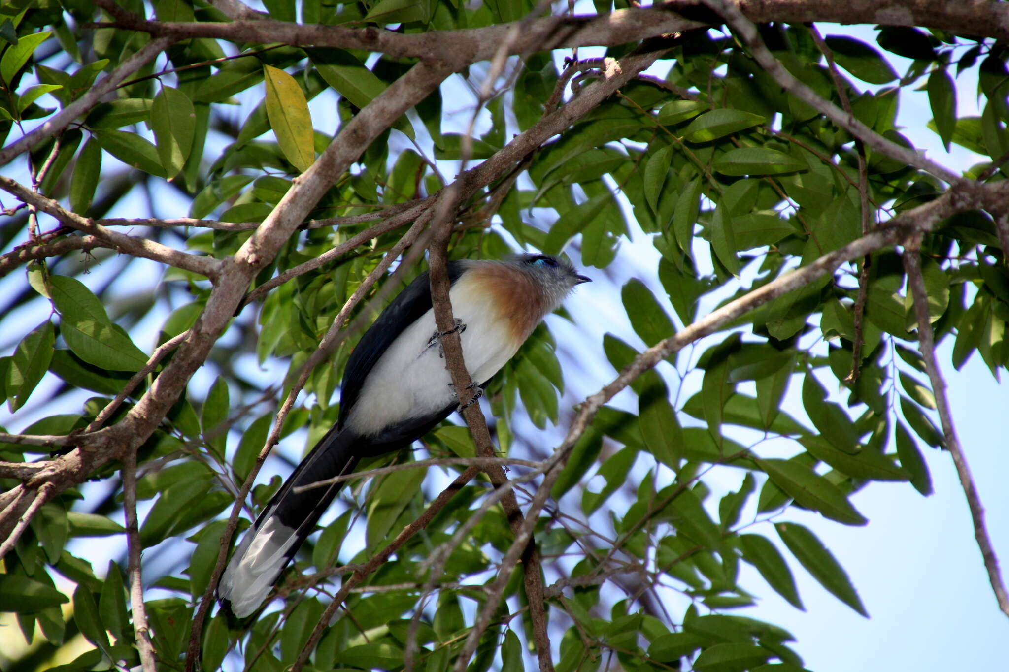 Image of Crested Coua