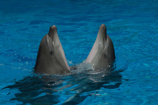 Image of Black Sea bottlenose dolphin