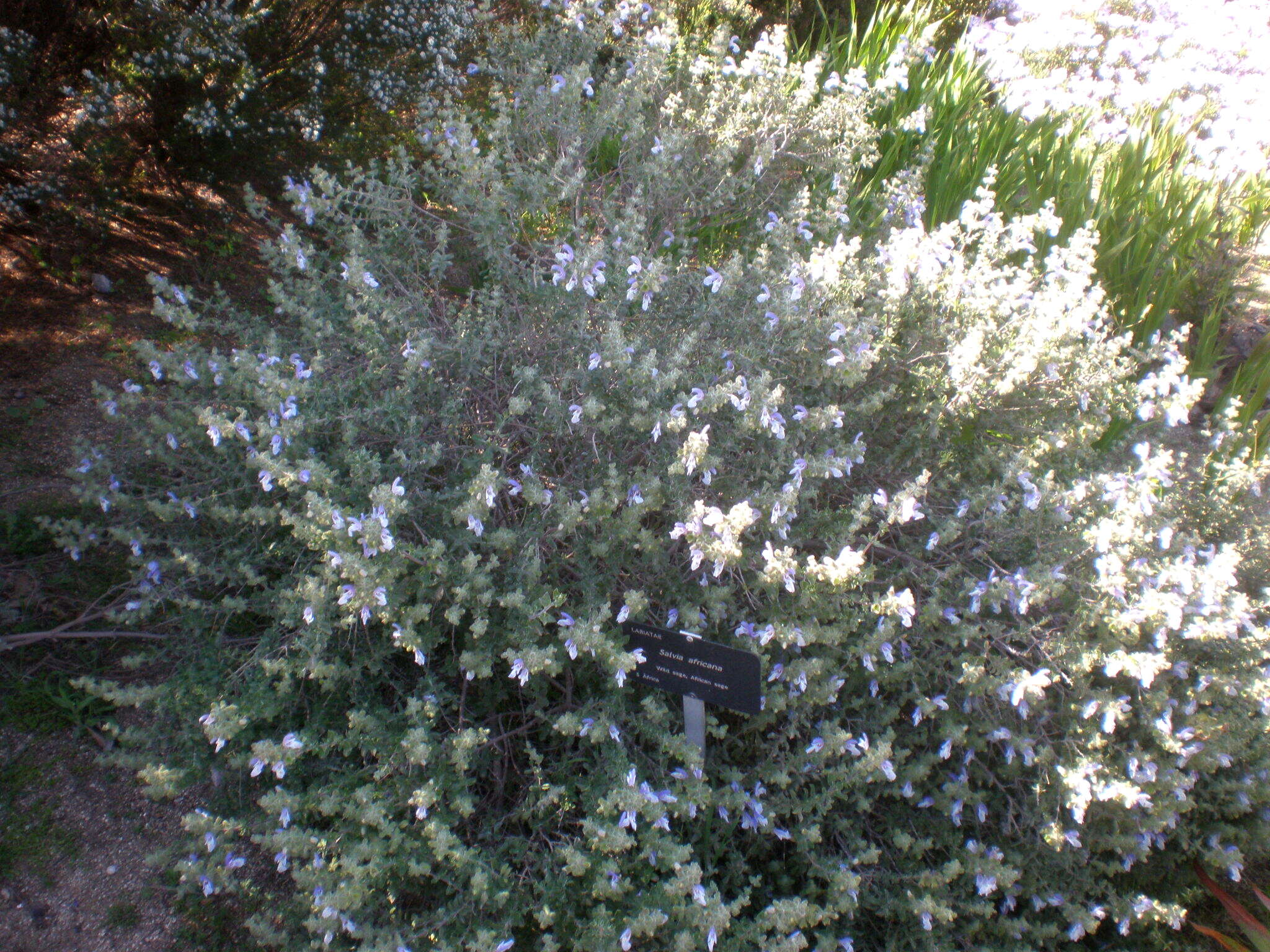 Image of Salvia africana L.