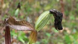 Image of Large-flowered Cypripedium