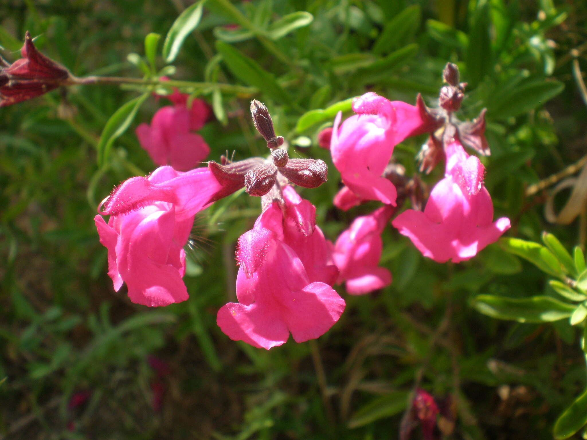 Image de Salvia greggii A. Gray