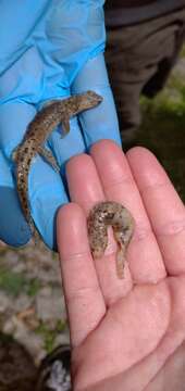 Image of Sardinian Brook Salamander