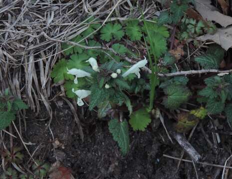 Image of Lamium bifidum Cirillo