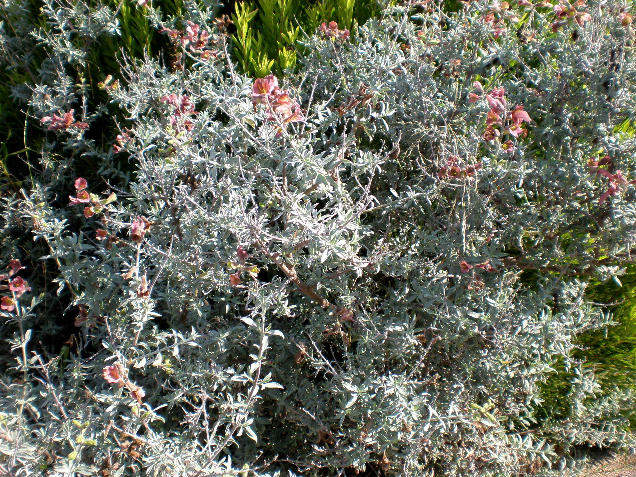 Image of Salvia lanceolata Lam.