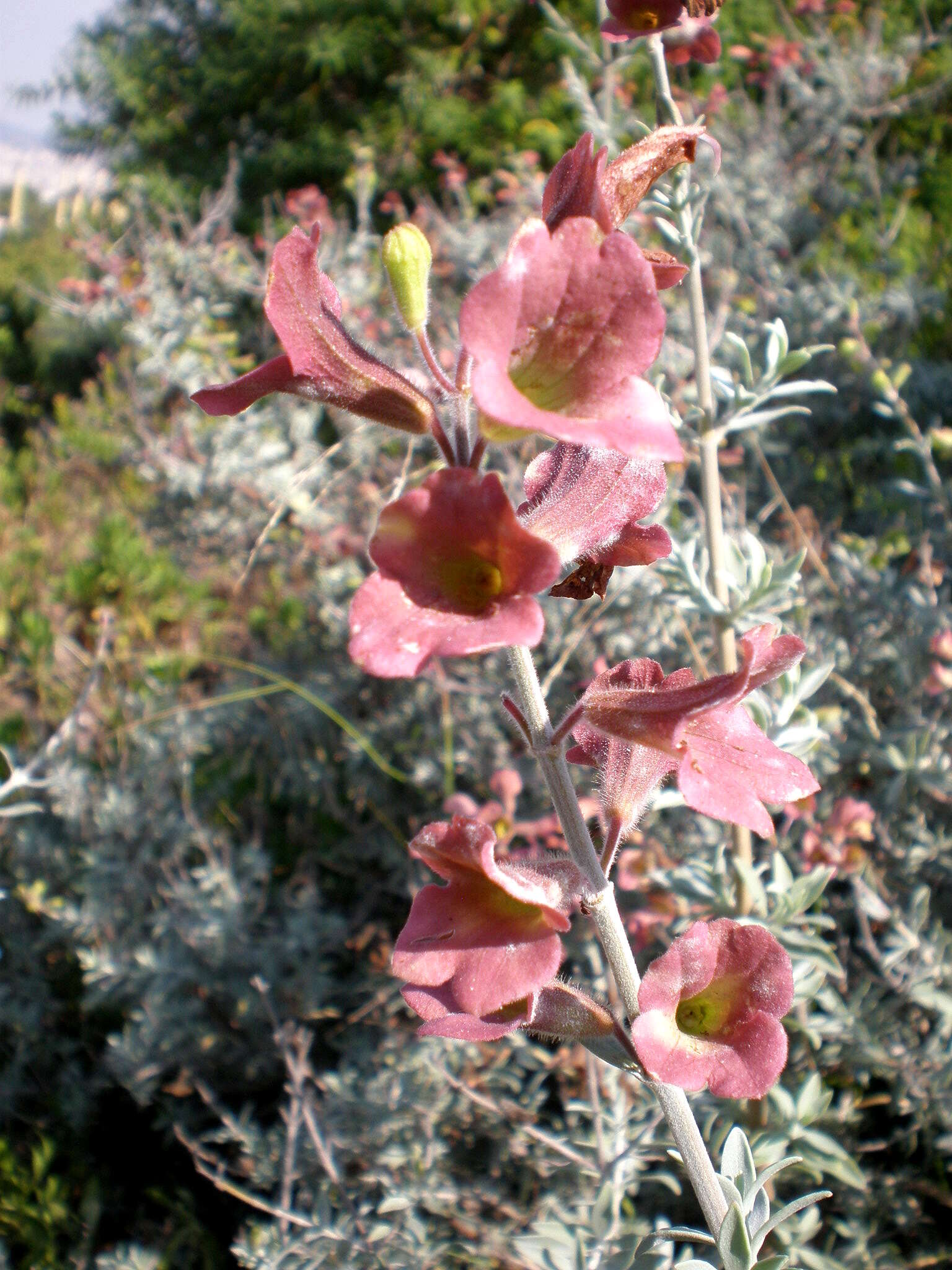 Image of Salvia lanceolata Lam.