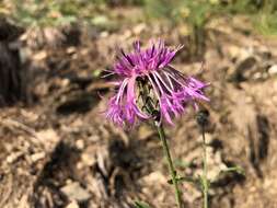 صورة Centaurea scabiosa subsp. scabiosa