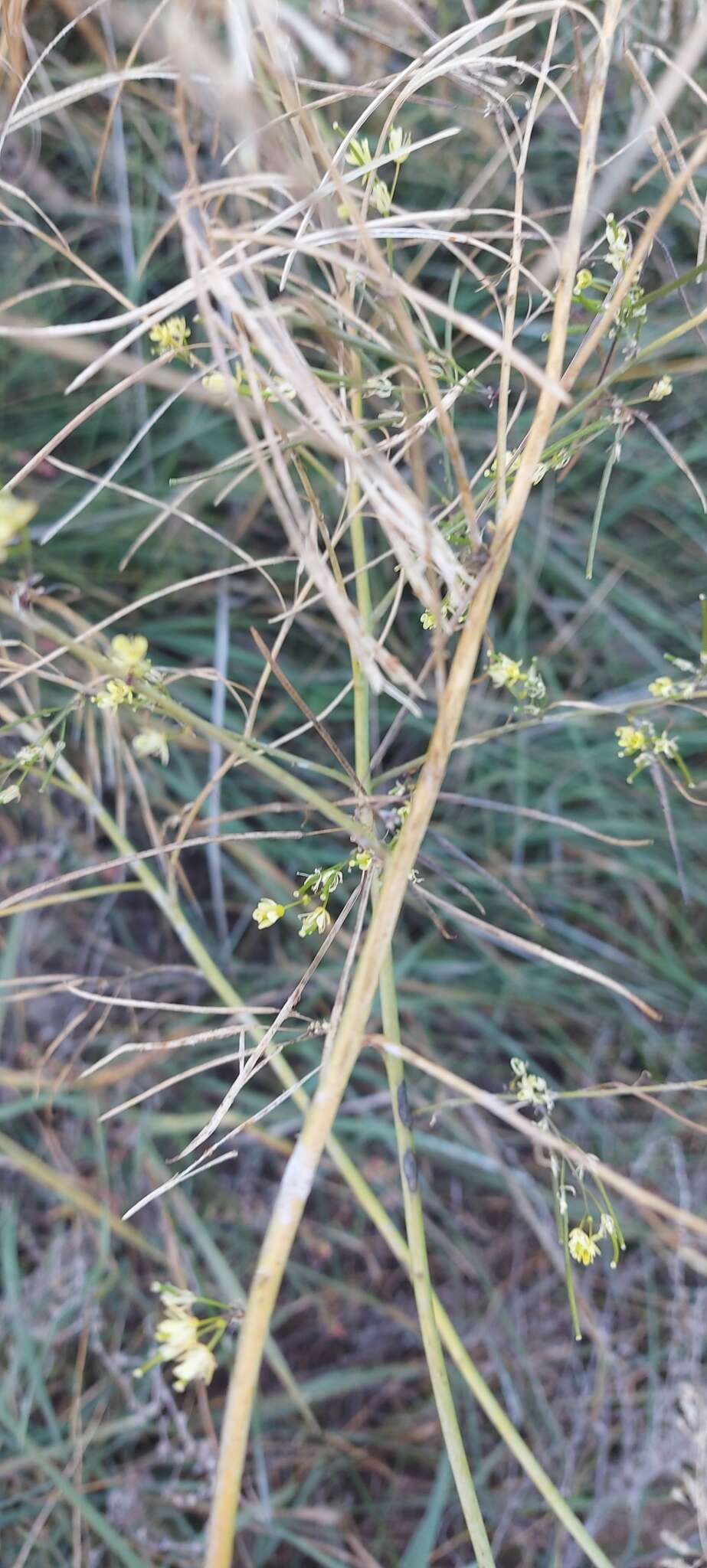 Imagem de Sisymbrium heteromallum C. A. Mey.