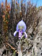 Image of Early blue Disa