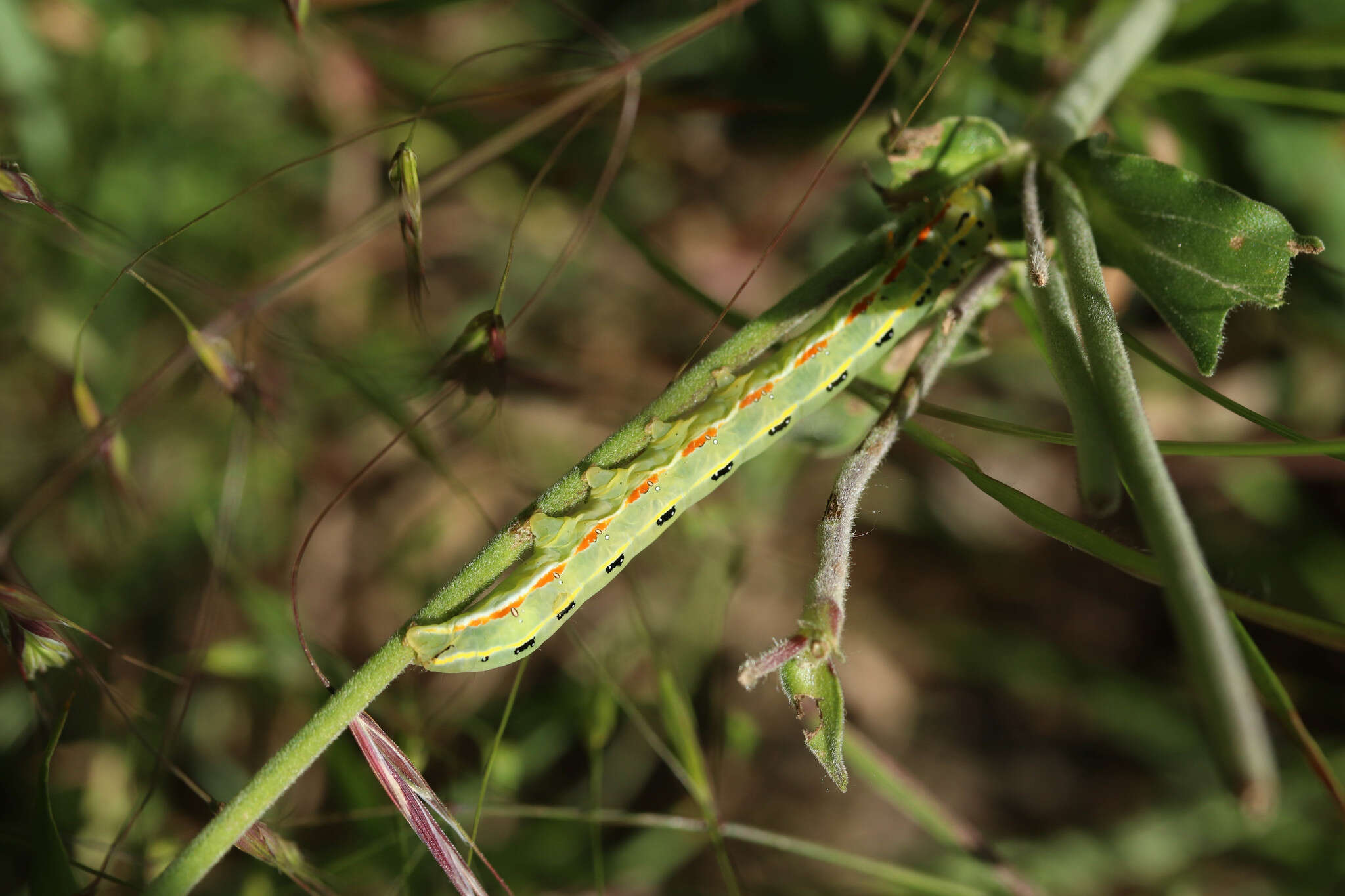 Image of Sword-grass moth