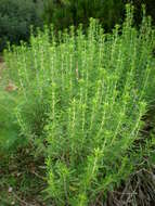 Image of perennial savory