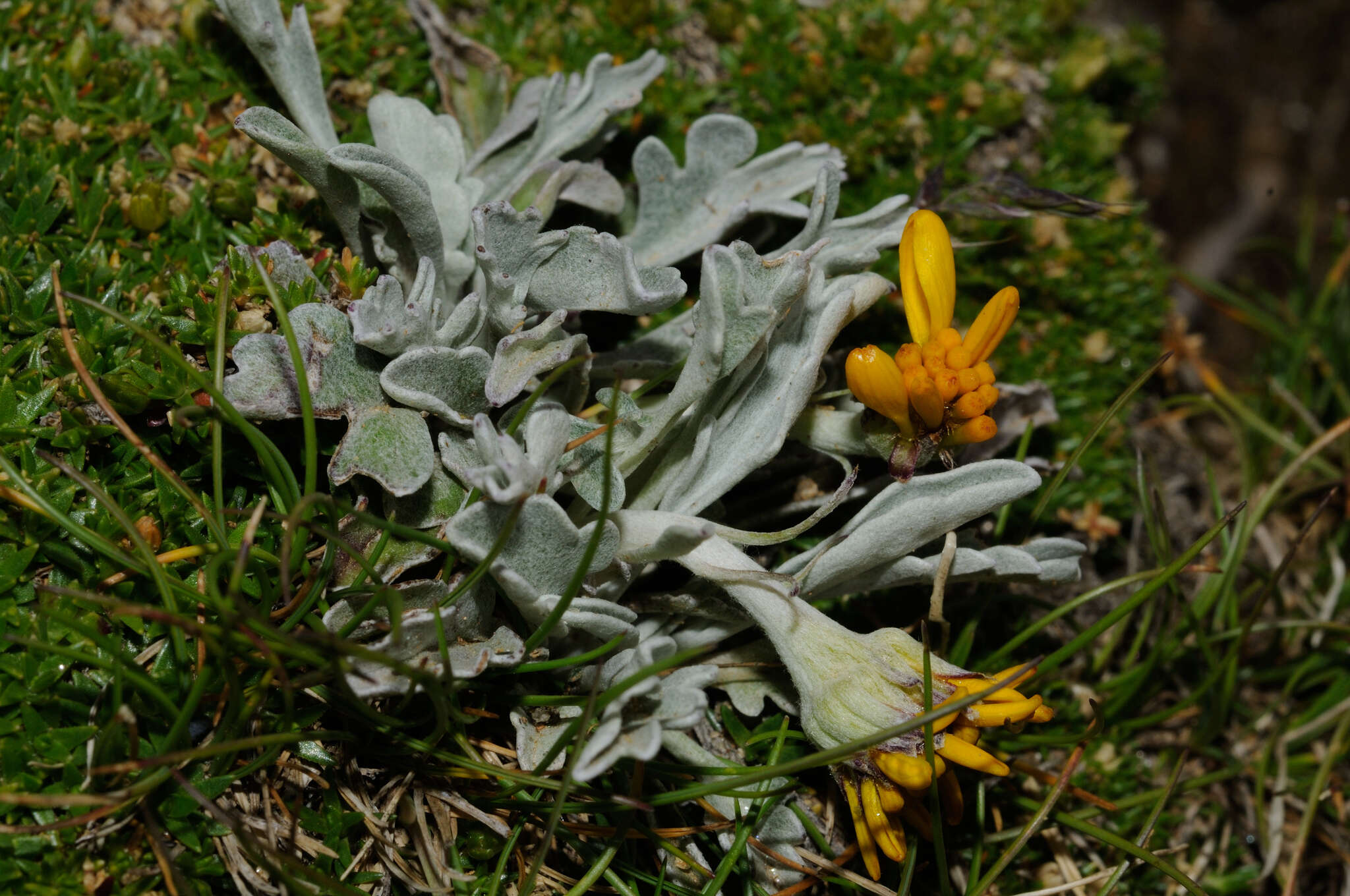 Imagem de Jacobaea uniflora (All.) Veldkamp