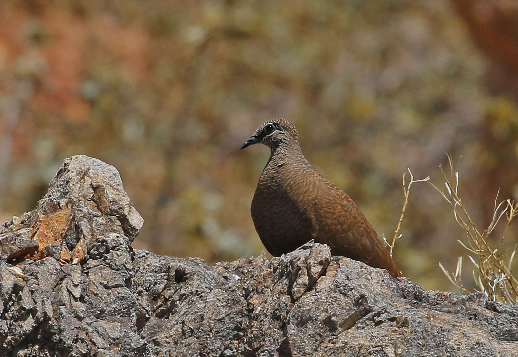 Image of Petrophassa Gould 1841