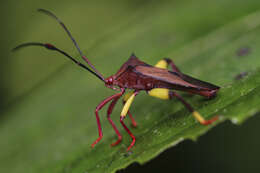 Image of Melucha biolleyi Distant 1900