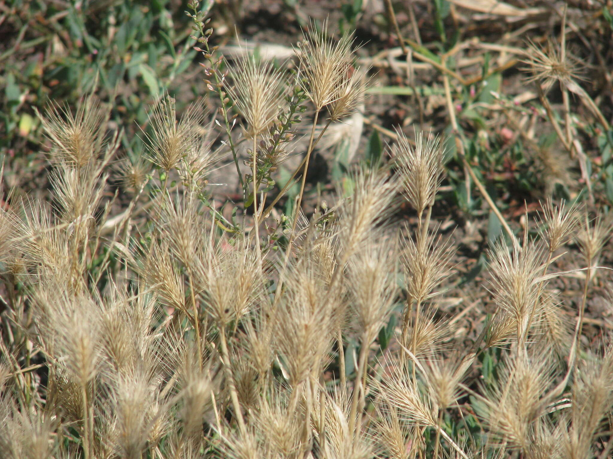 Image of Hordeum marinum subsp. gussoneanum (Parl.) Thell.