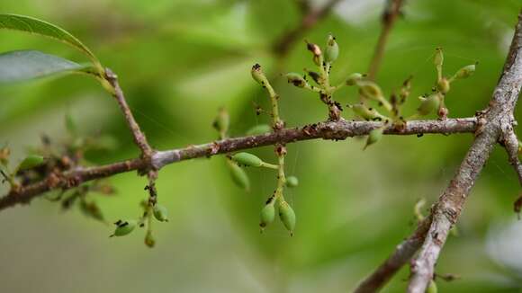 Imagem de Forestiera rhamnifolia Griseb.